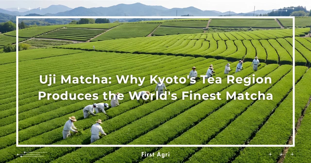 Uji Matcha: Why Kyoto's Tea Region Produces the World's Finest Matcha