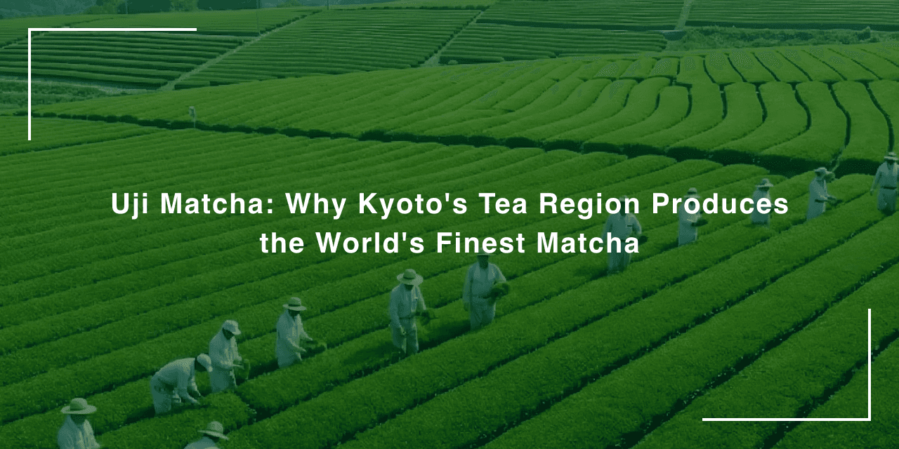 Uji Matcha: Why Kyoto's Tea Region Produces the World's Finest Matcha