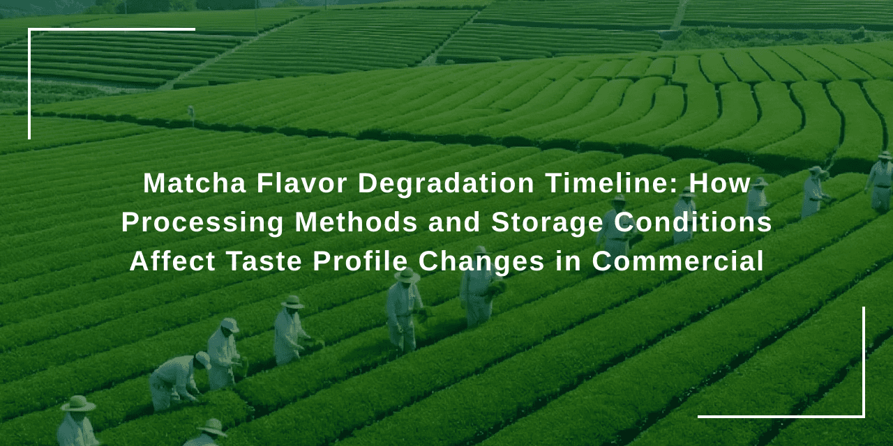 Matcha Flavor Degradation Timeline: How Processing Methods and Storage Conditions Affect Taste Profile Changes in Commercial Applications