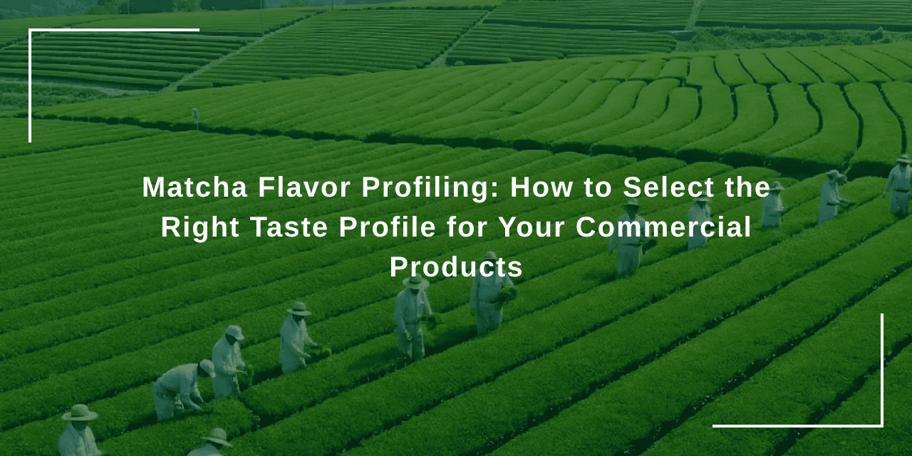 Matcha Flavor Profiling: How to Select the Right Taste Profile for Your Commercial Products