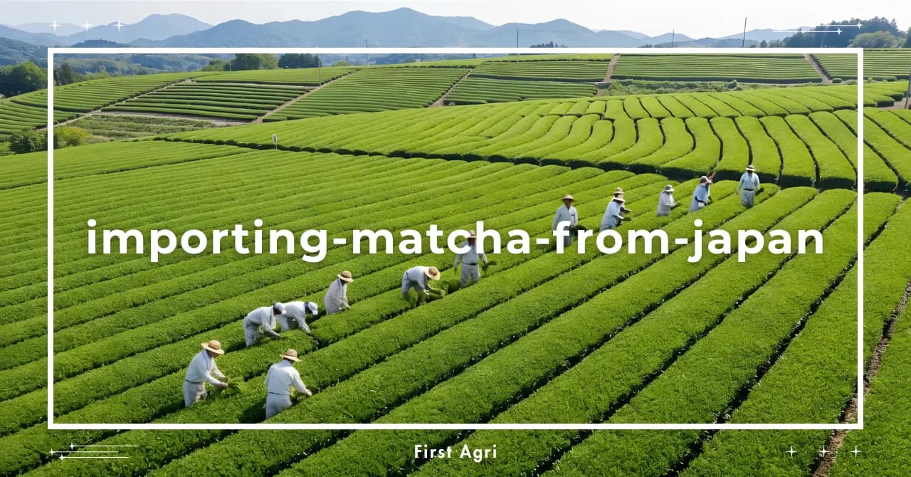 Importing Matcha from Japan: A Complete Guide for International Buyers